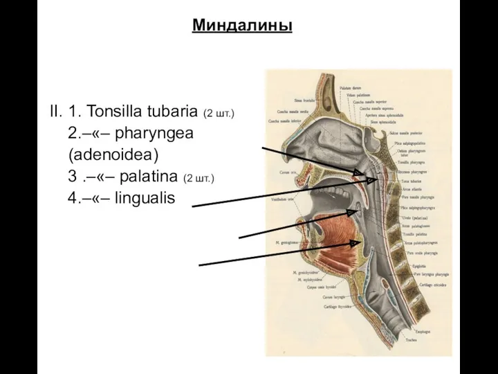 Миндалины II. 1. Tonsilla tubaria (2 шт.) 2.–«– pharyngea (adenoidea)