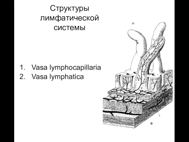 Структуры лимфатической системы Vasa lymphocapillaria Vasa lymphatica