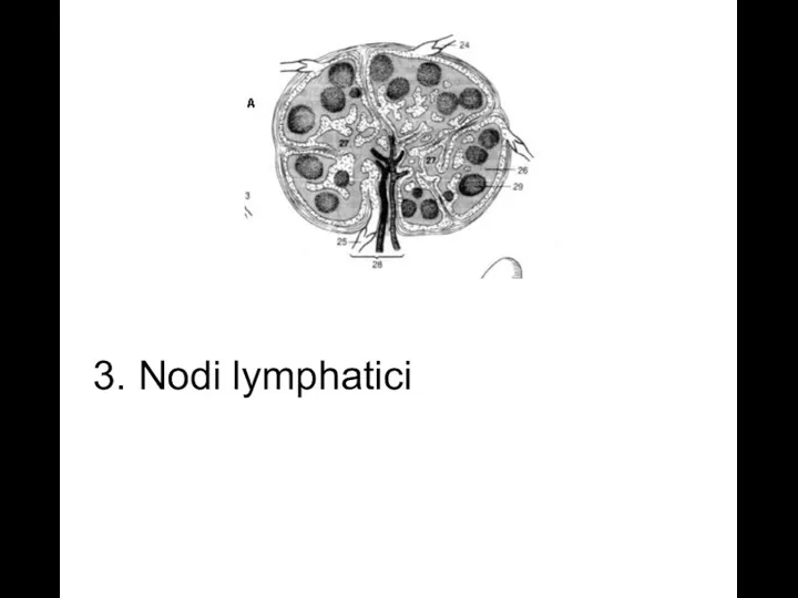 3. Nodi lymphatici