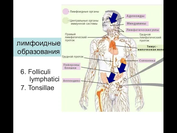 6. Folliculi lymphatici 7. Tonsillae лимфоидные образования