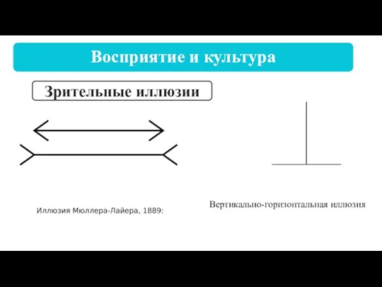 Восприятие и культура Зрительные иллюзии Вертикально-горизонтальная иллюзия