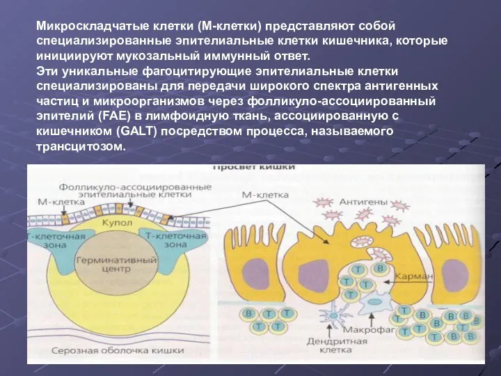 Микроскладчатые клетки (М-клетки) представляют собой специализированные эпителиальные клетки кишечника, которые