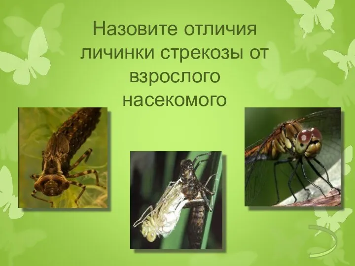 Назовите отличия личинки стрекозы от взрослого насекомого