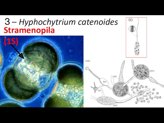 З – Hyphochytrium catenoides Stramenopila (1S)