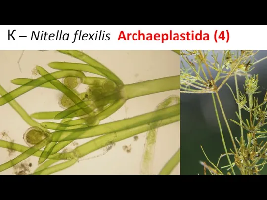 К – Nitella flexilis Archaeplastida (4)