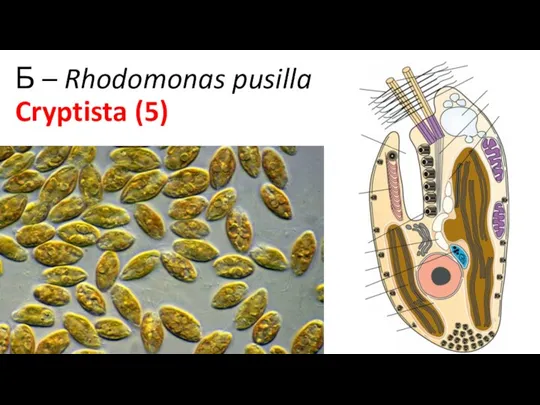 Б – Rhodomonas pusilla Cryptista (5)