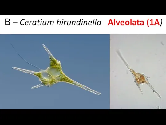 В – Ceratium hirundinella Alveolata (1A)