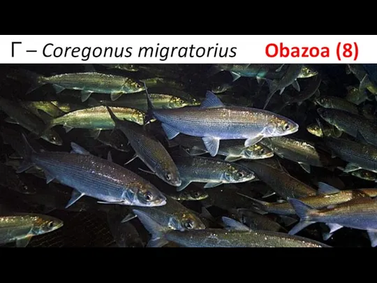 Г – Coregonus migratorius Obazoa (8)