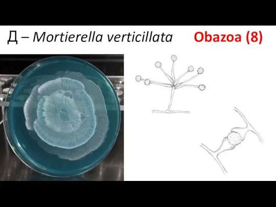 Д – Mortierella verticillata Obazoa (8)