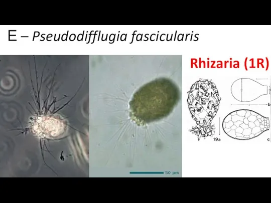 Е – Pseudodifflugia fascicularis Rhizaria (1R)