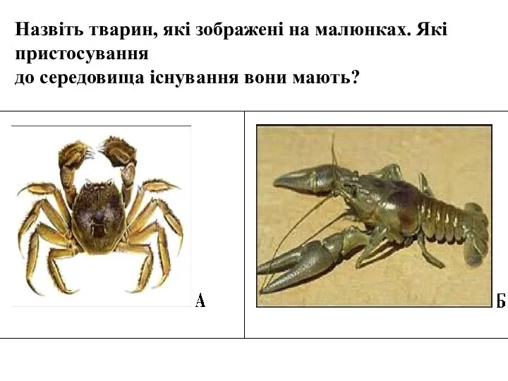 Назвіть тварин, які зображені на малюнках. Які пристосування до середовища існування вони мають?