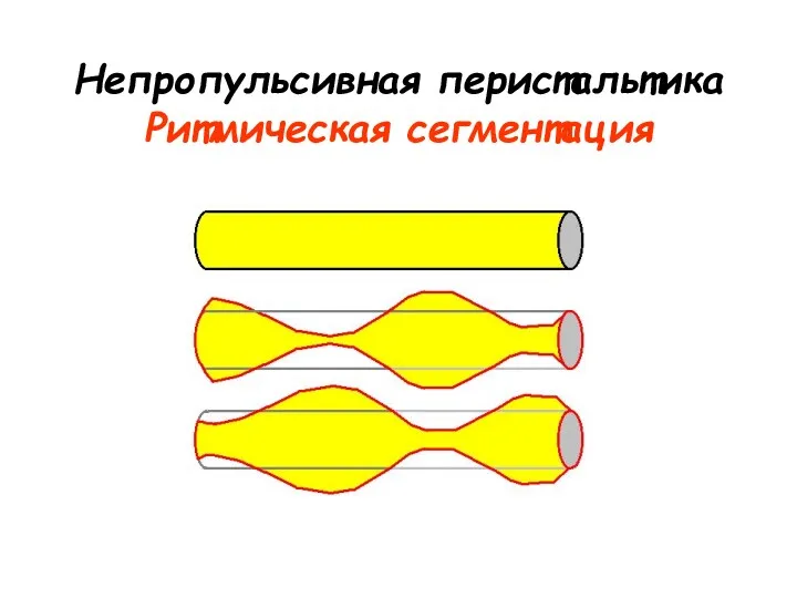 Непропульсивная перистальтика Ритмическая сегментация