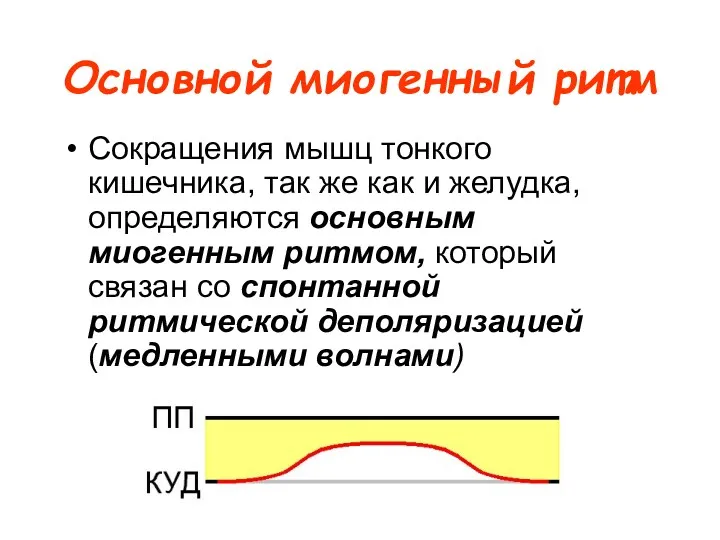 Основной миогенный ритм Сокращения мышц тонкого кишечника, так же как