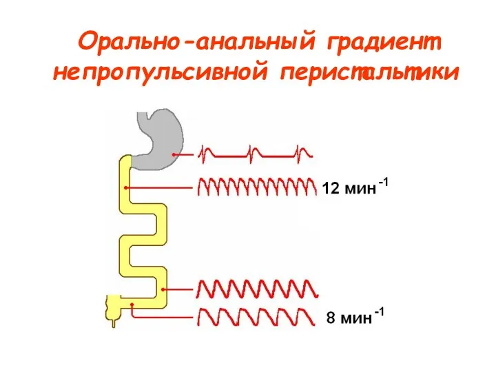 Орально-анальный градиент непропульсивной перистальтики