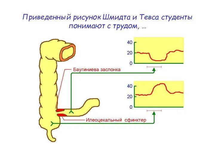 Приведенный рисунок Шмидта и Тевса студенты понимают с трудом, …