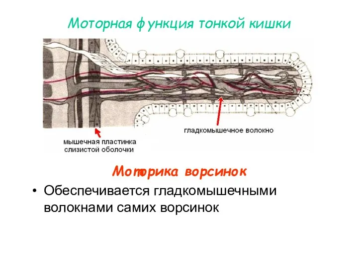 Моторная функция тонкой кишки Моторика ворсинок Обеспечивается гладкомышечными волокнами самих ворсинок