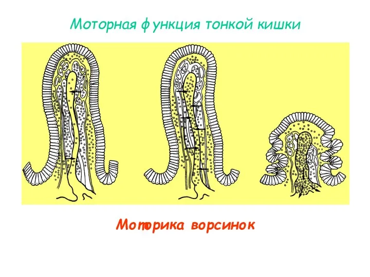 Моторная функция тонкой кишки Моторика ворсинок