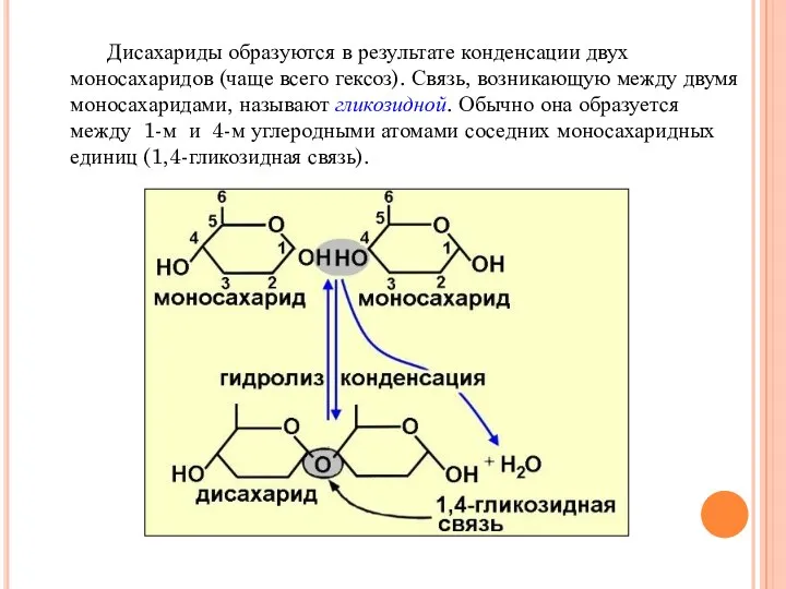 Дисахариды образуются в результате конденсации двух моносахаридов (чаще всего гексоз).