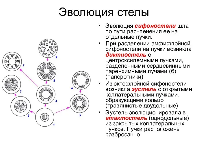 Эволюция стелы Эволюция сифоностели шла по пути расчленения ее на