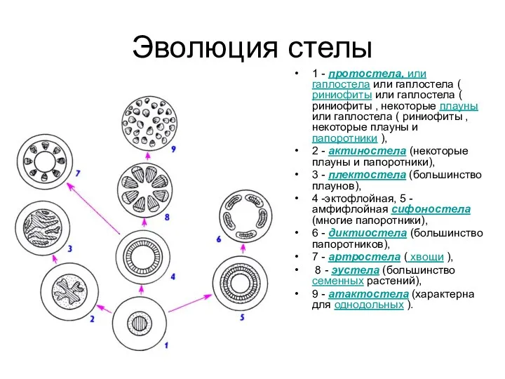 Эволюция стелы 1 - протостела, или гаплостела или гаплостела (