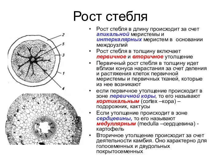 Рост стебля Рост стебля в длину происходит за счет апикальной