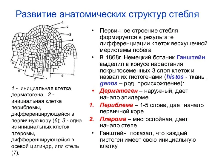 Развитие анатомических структур стебля Первичное строение стебля формируется в результате