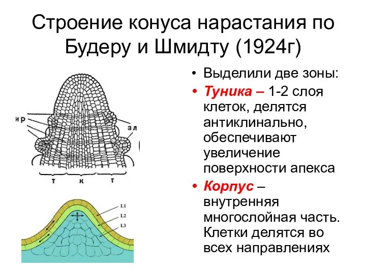 Строение конуса нарастания по Будеру и Шмидту (1924г) Выделили две