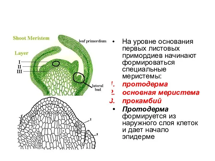 На уровне основания первых листовых примордиев начинают формироваться специальные меристемы: