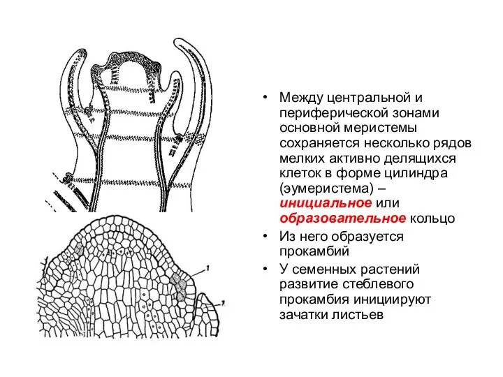 Между центральной и периферической зонами основной меристемы сохраняется несколько рядов