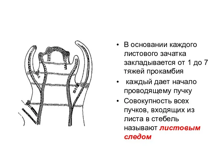 В основании каждого листового зачатка закладывается от 1 до 7