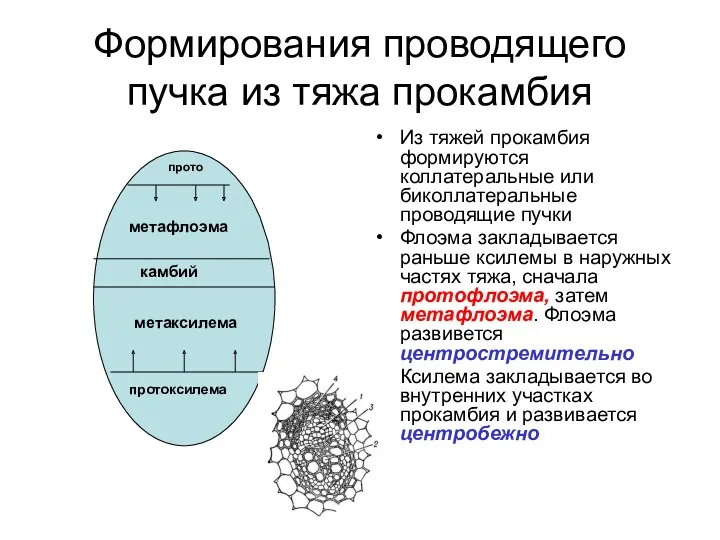 Формирования проводящего пучка из тяжа прокамбия Из тяжей прокамбия формируются