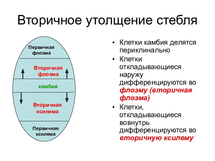 Вторичное утолщение стебля Клетки камбия делятся периклинально Клетки откладывающиеся наружу