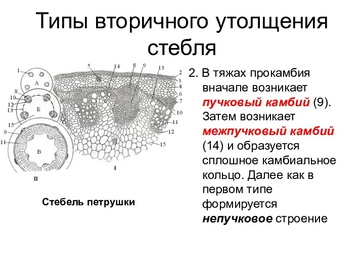 Типы вторичного утолщения стебля 2. В тяжах прокамбия вначале возникает