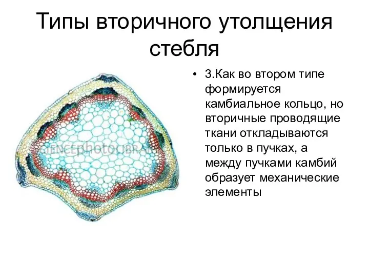 Типы вторичного утолщения стебля 3.Как во втором типе формируется камбиальное