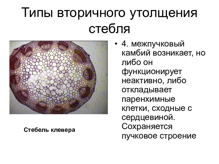 Типы вторичного утолщения стебля 4. межпучковый камбий возникает, но либо