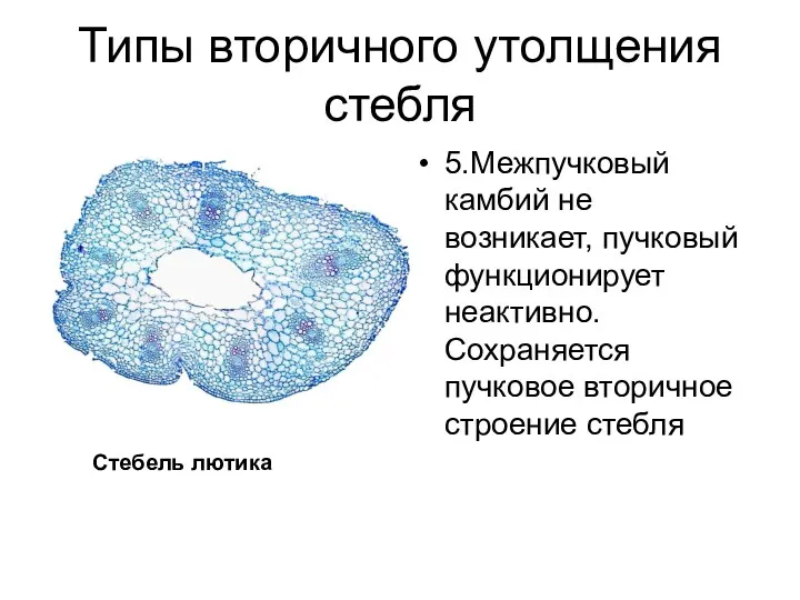 Типы вторичного утолщения стебля 5.Межпучковый камбий не возникает, пучковый функционирует