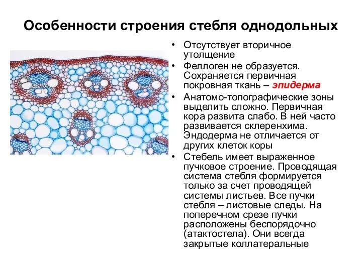 Особенности строения стебля однодольных Отсутствует вторичное утолщение Феллоген не образуется.