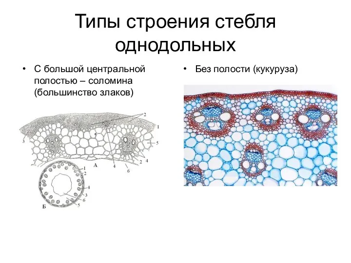 Типы строения стебля однодольных С большой центральной полостью – соломина (большинство злаков) Без полости (кукуруза)