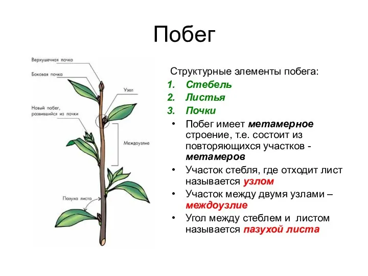 Побег Структурные элементы побега: Стебель Листья Почки Побег имеет метамерное