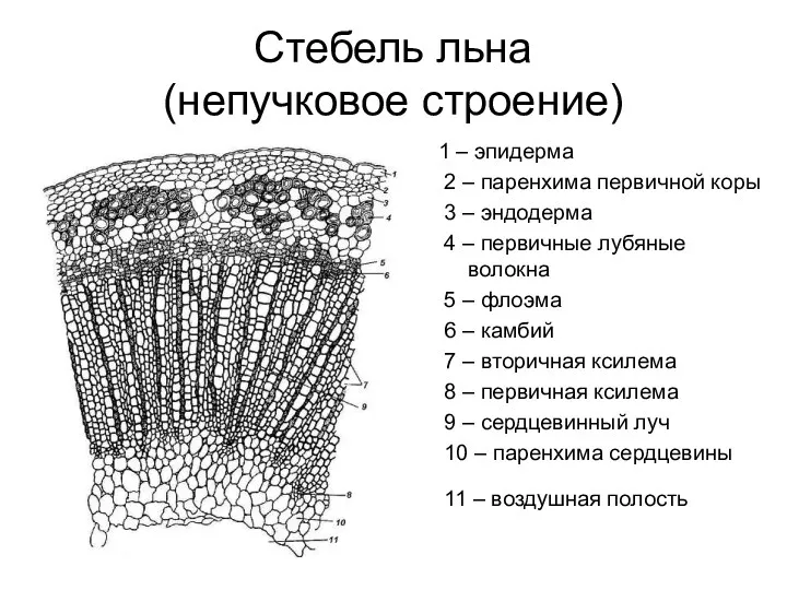 Стебель льна (непучковое строение) 1 – эпидерма 2 – паренхима