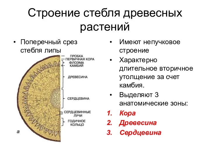 Строение стебля древесных растений Поперечный срез стебля липы Имеют непучковое