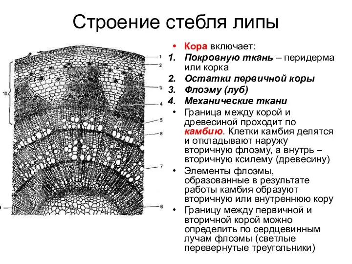 Строение стебля липы Кора включает: Покровную ткань – перидерма или