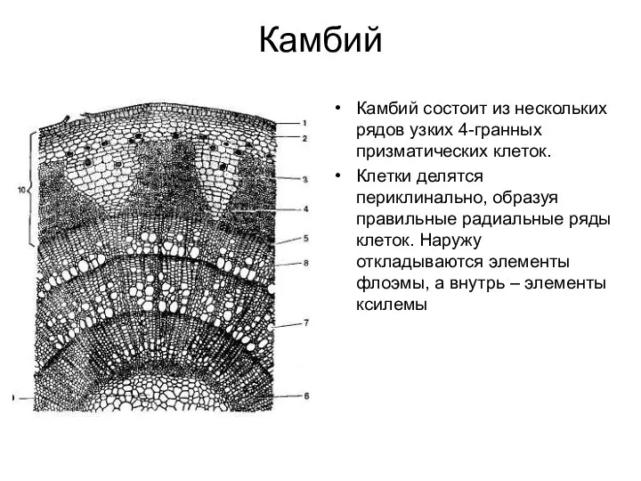 Камбий Камбий состоит из нескольких рядов узких 4-гранных призматических клеток.