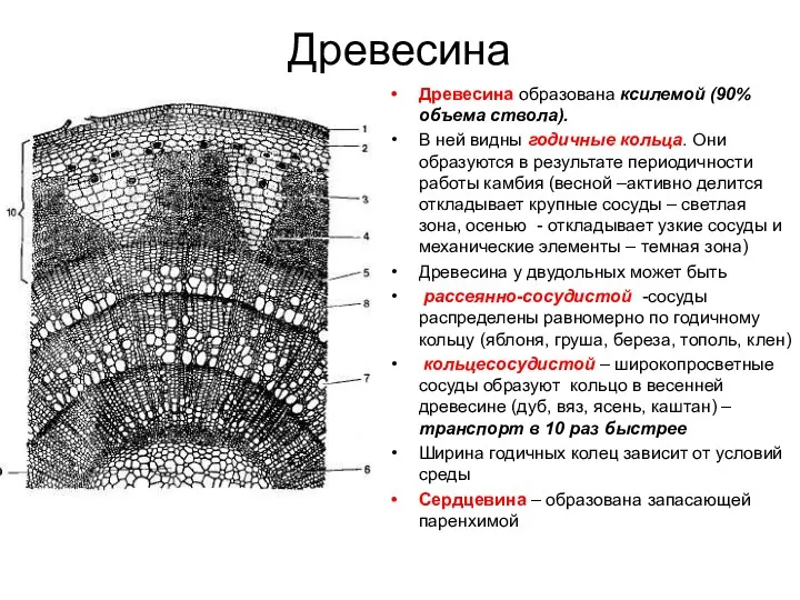 Древесина Древесина образована ксилемой (90% объема ствола). В ней видны