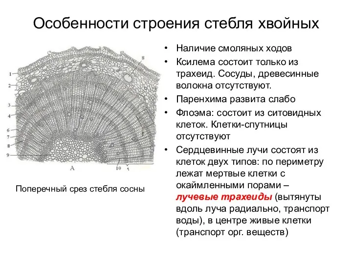 Особенности строения стебля хвойных Наличие смоляных ходов Ксилема состоит только