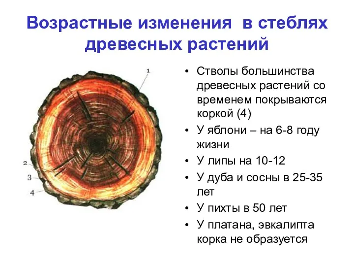 Возрастные изменения в стеблях древесных растений Стволы большинства древесных растений