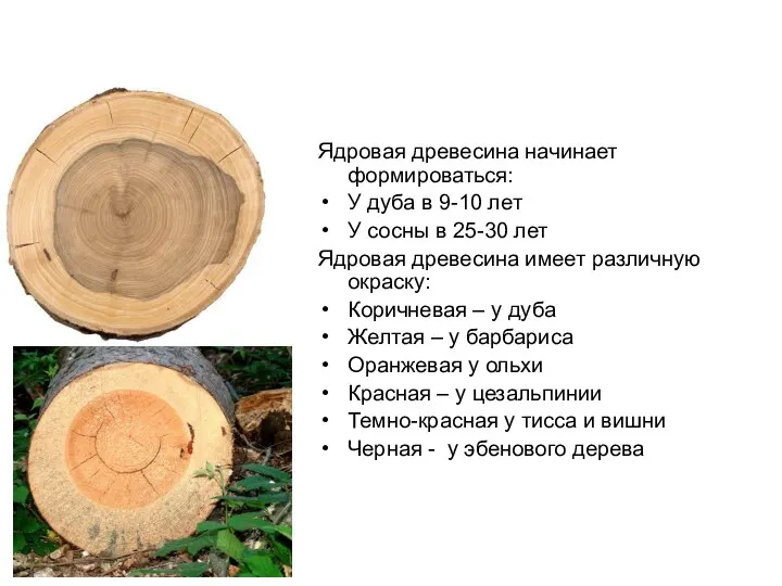 Ядровая древесина начинает формироваться: У дуба в 9-10 лет У