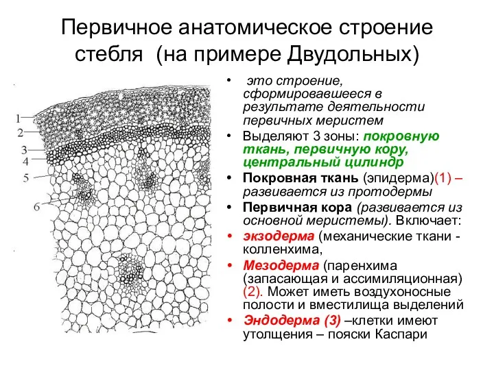 Первичное анатомическое строение стебля (на примере Двудольных) это строение, сформировавшееся