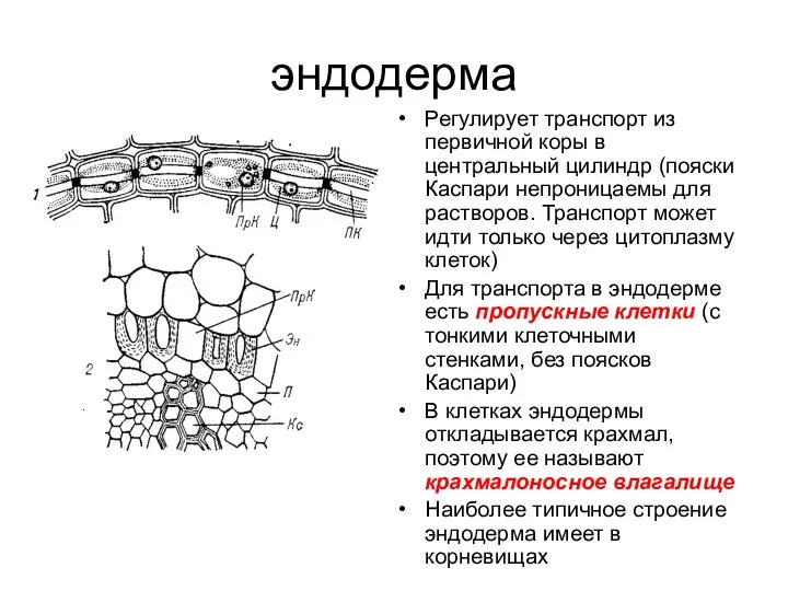 эндодерма Регулирует транспорт из первичной коры в центральный цилиндр (пояски