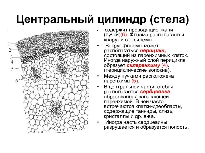 Центральный цилиндр (стела) содержит проводящие ткани (пучки)(6). Флоэма располагается кнаружи